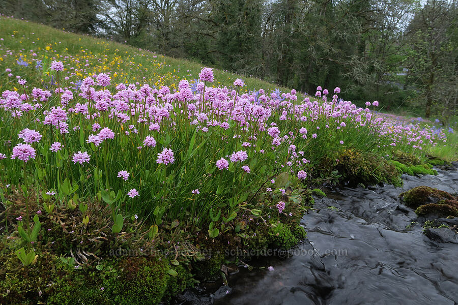 rosy plectritis (Plectritis congesta) [Liberty Hill, St. Helens, Columbia County, Oregon]