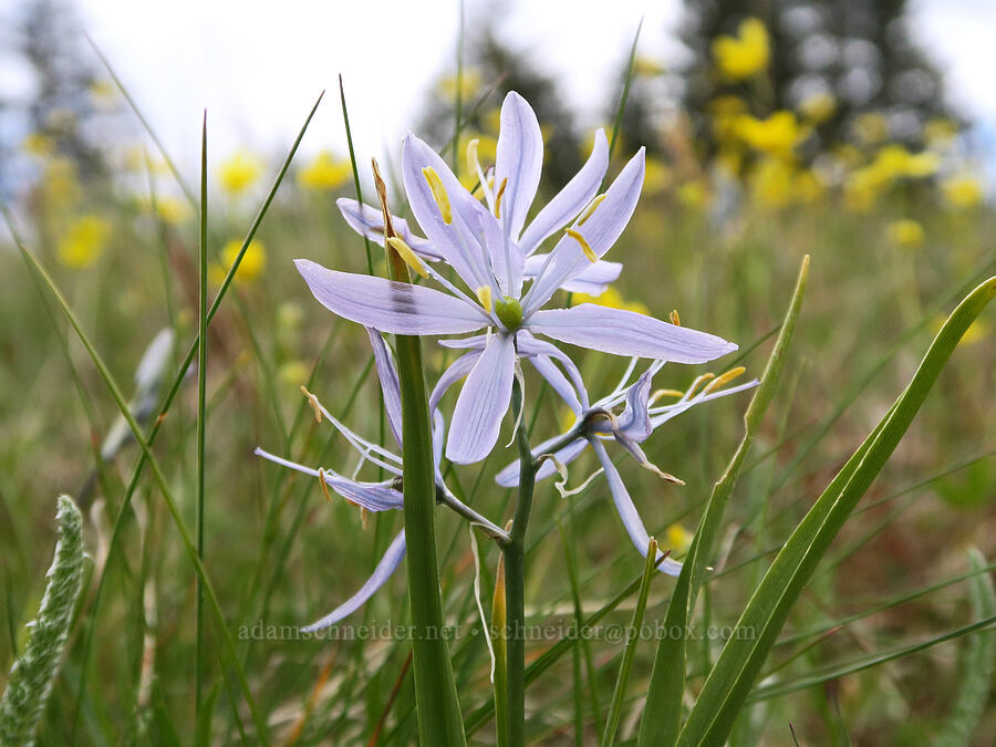 camas (Camassia quamash) [Mima Mounds Natural Area Preserve, Thurston County, Washington]