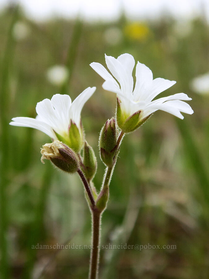 chickweed (Cerastium arvense) [Mima Mounds Natural Area Preserve, Thurston County, Washington]