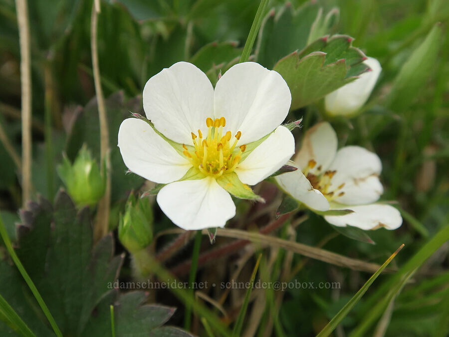 strawberry flowers (Fragaria virginiana) [Mima Mounds Natural Area Preserve, Thurston County, Washington]