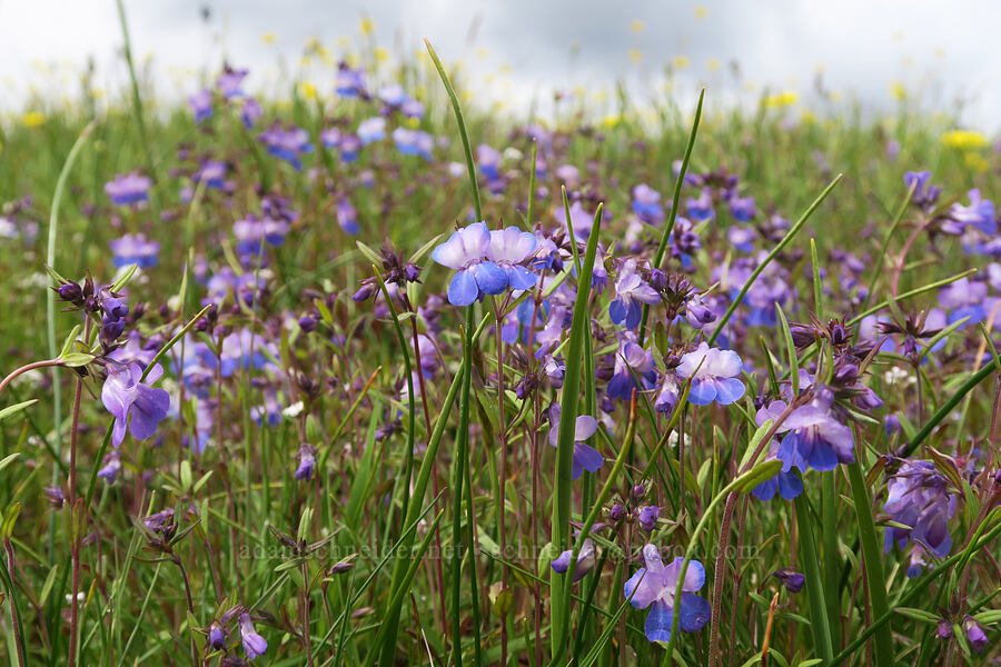 large-flowered blue-eyed-Mary (Collinsia grandiflora) [Mima Mounds Natural Area Preserve, Thurston County, Washington]
