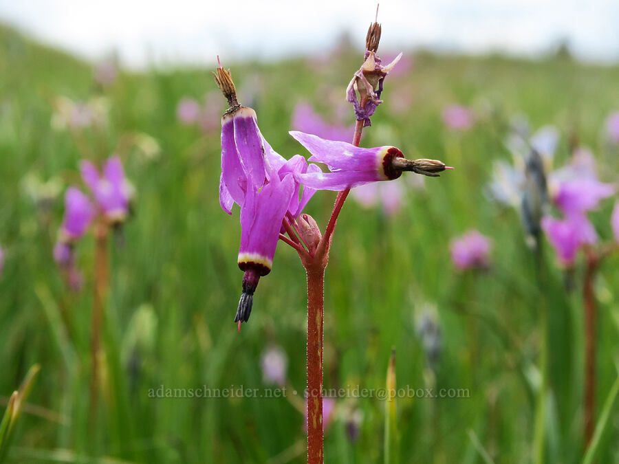 Henderson's shooting stars (Dodecatheon hendersonii (Primula hendersonii)) [Mima Mounds Natural Area Preserve, Thurston County, Washington]