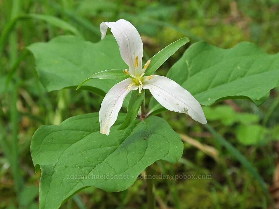 western trillium (Trillium ovatum) [Mima Mounds Natural Area Preserve, Thurston County, Washington]
