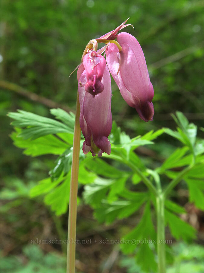bleeding heart (Dicentra formosa) [Mima Mounds Natural Area Preserve, Thurston County, Washington]