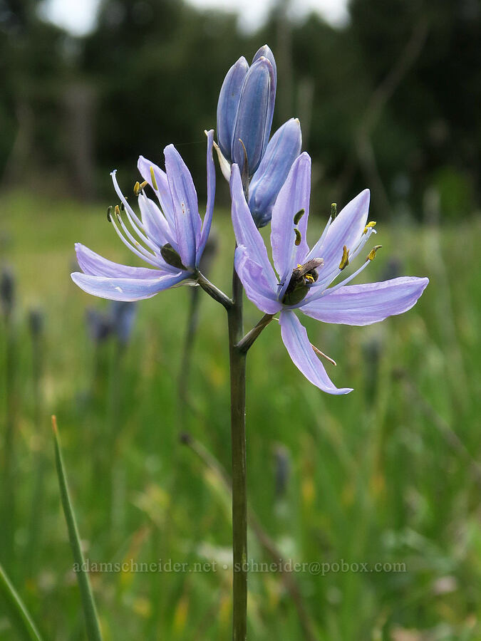 camas (Camassia quamash) [Rocky Prairie Natural Area Preserve, Thurston County, Washington]
