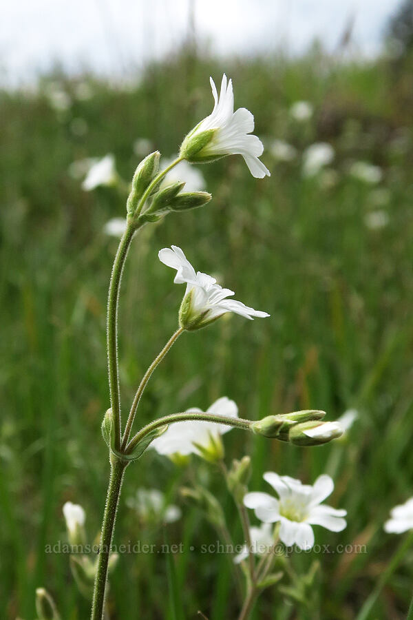 chickweed (Cerastium arvense) [Rocky Prairie Natural Area Preserve, Thurston County, Washington]