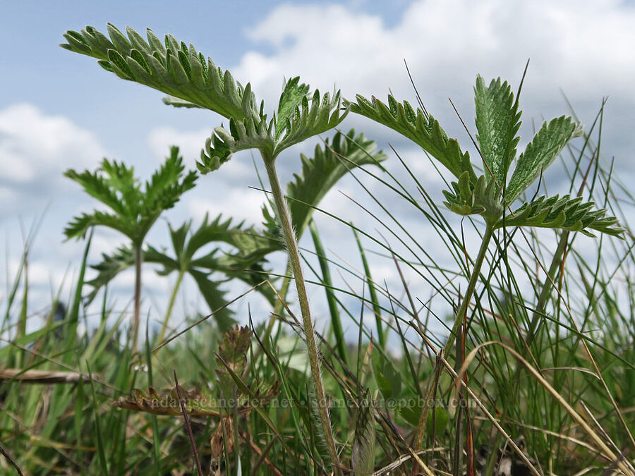 slender cinquefoil leaves (Potentilla gracilis) [Scatter Creek Wildlife Area, Thurston County, Washington]