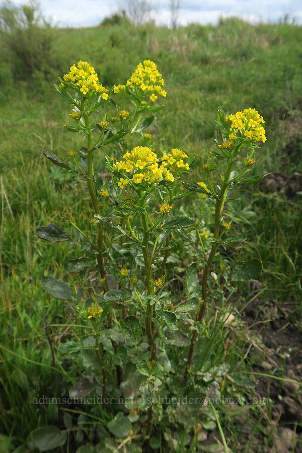 American winter-cress (Barbarea orthoceras ) [Scatter Creek Wildlife Area, Thurston County, Washington]