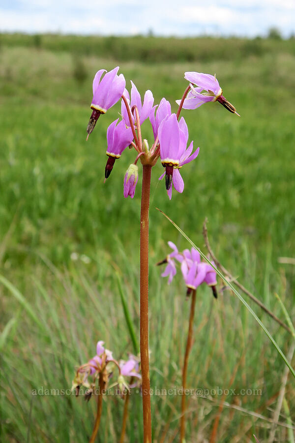 Henderson's shooting stars (Dodecatheon hendersonii (Primula hendersonii)) [Scatter Creek Wildlife Area, Thurston County, Washington]