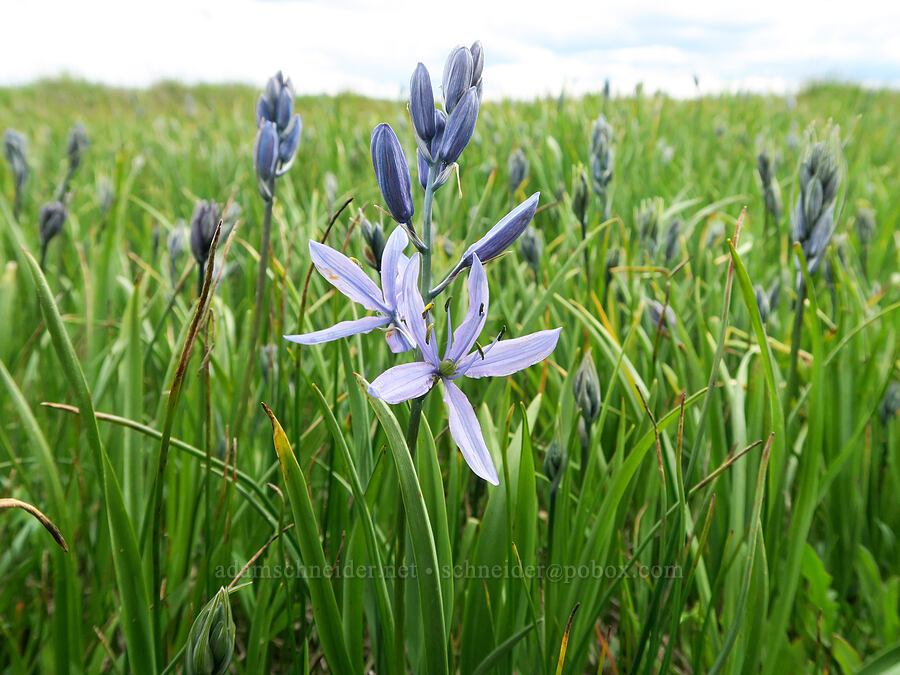 camas (Camassia quamash) [Scatter Creek Wildlife Area, Thurston County, Washington]