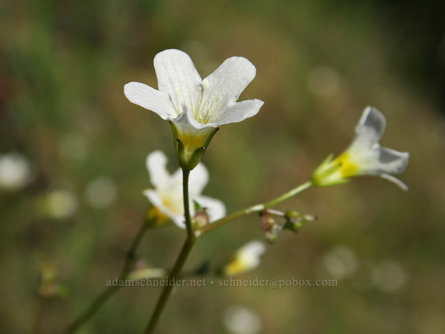 California mist-maidens (Romanzoffia californica) [Galice Road, Josephine County, Oregon]