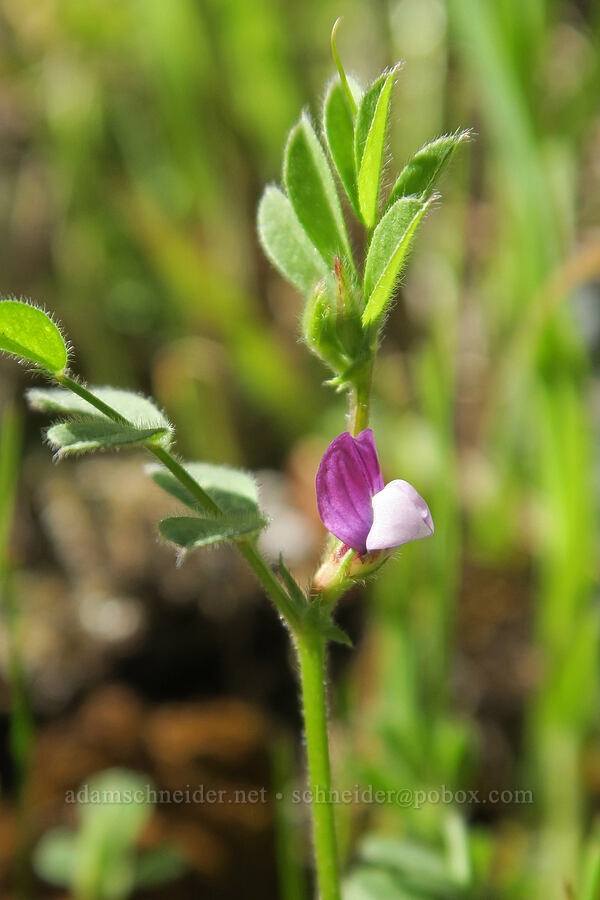 tiny American vetch (Vicia americana) [Galice Road, Josephine County, Oregon]