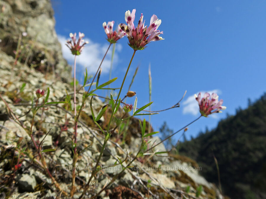 tomcat clover (Trifolium willdenovii) [Galice Road, Josephine County, Oregon]