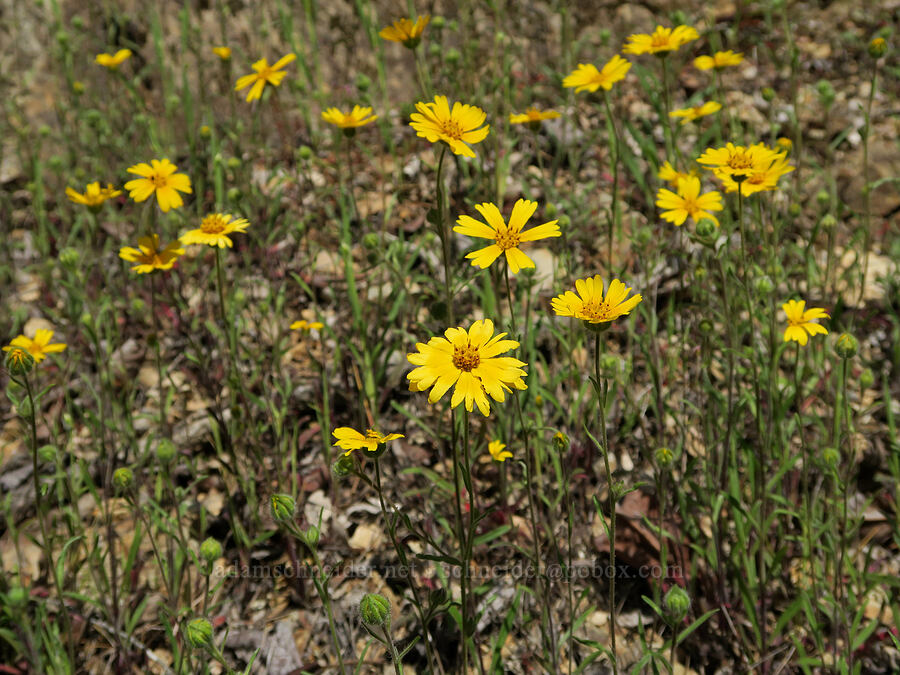 common madia (Madia elegans) [Galice Road, Josephine County, Oregon]