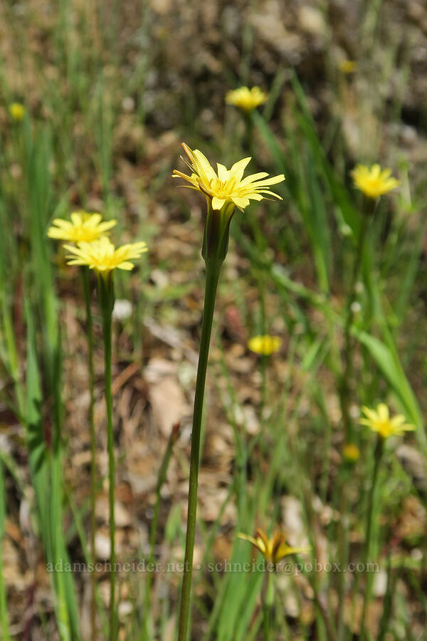 silver-puffs (Uropappus lindleyi (Microseris lindleyi)) [Galice Road, Josephine County, Oregon]