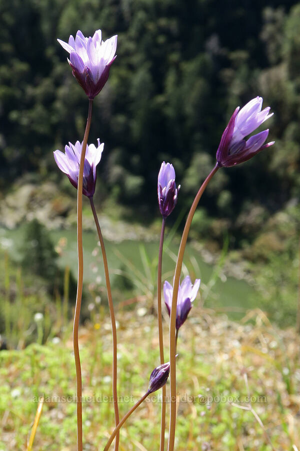 blue dicks (Dipterostemon capitatus (Dichelostemma capitatum)) [Mount Reuben Road, Josephine County, Oregon]