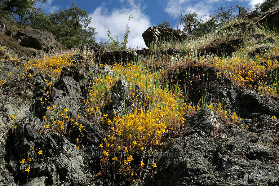 monkeyflower (Erythranthe sp. (Mimulus sp.)) [Mount Reuben Road, Josephine County, Oregon]