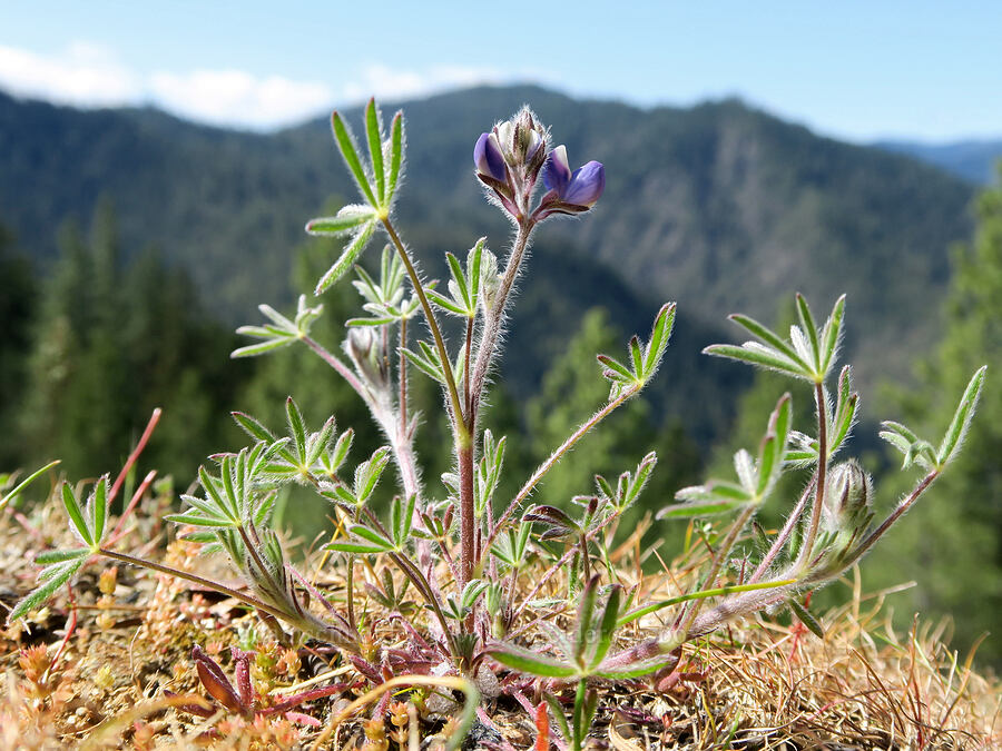 miniature lupine (Lupinus polycarpus (Lupinus micranthus)) [Whiskey Creek Viewpoint, Josephine County, Oregon]