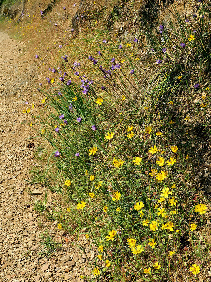 madia & blue dicks (Madia elegans, Dipterostemon capitatus (Dichelostemma capitatum)) [Rogue River Trail, Josephine County, Oregon]