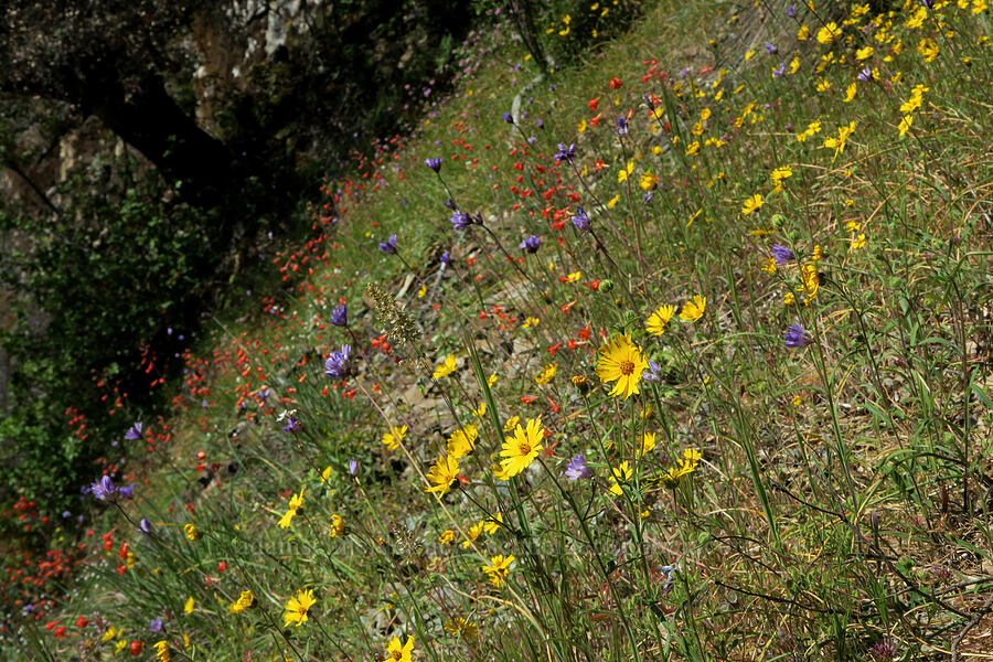madia, blue dicks, & red larkspur (Madia elegans, Dipterostemon capitatus (Dichelostemma capitatum), Delphinium nudicaule) [Rogue River Trail, Josephine County, Oregon]