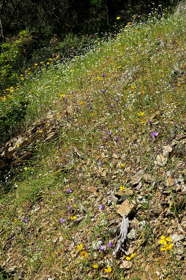 madia, blue dicks, & cryptantha (Madia elegans, Dipterostemon capitatus (Dichelostemma capitatum), Cryptantha sp.) [Rogue River Trail, Josephine County, Oregon]