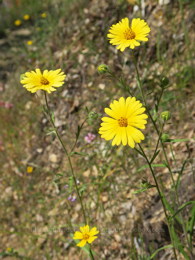 common madia (Madia elegans) [Rogue River Trail, Josephine County, Oregon]