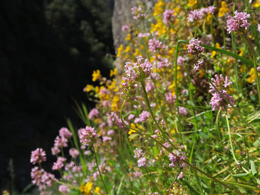 rosy plectritis (Plectritis congesta) [Rogue River Trail, Josephine County, Oregon]