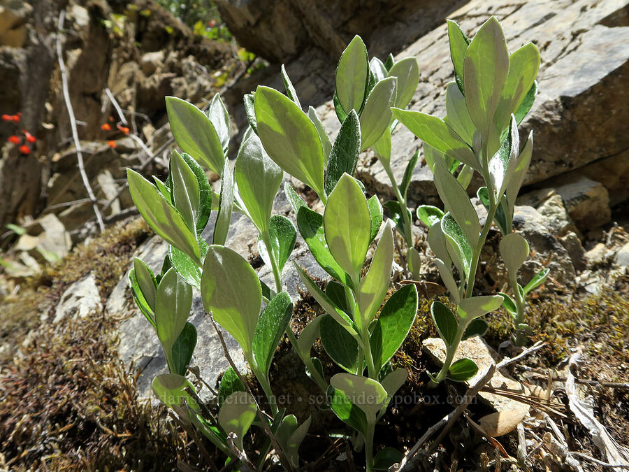 silver-back luina leaves (Luina hypoleuca) [Rogue River Trail, Josephine County, Oregon]