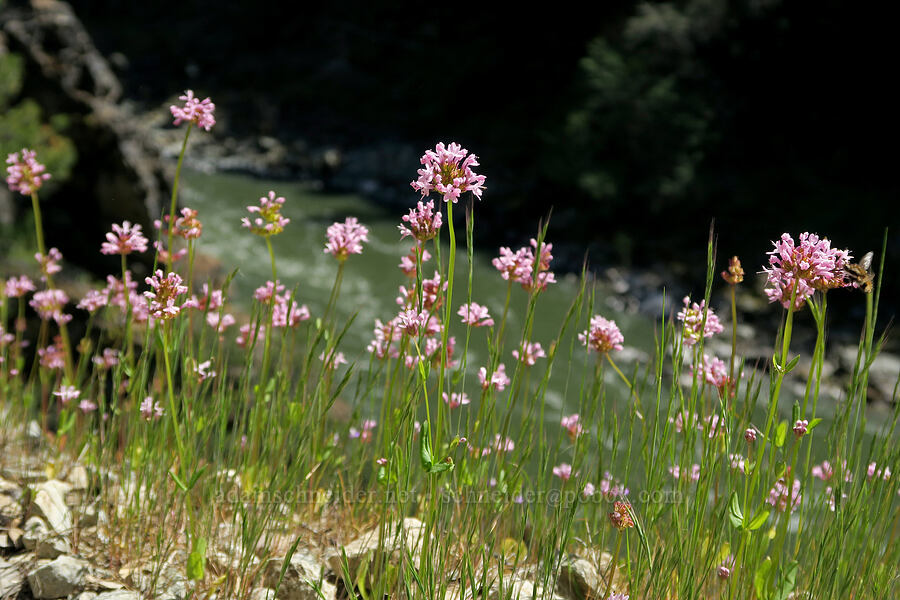 rosy plectritis (Plectritis congesta) [Rogue River Trail, Josephine County, Oregon]