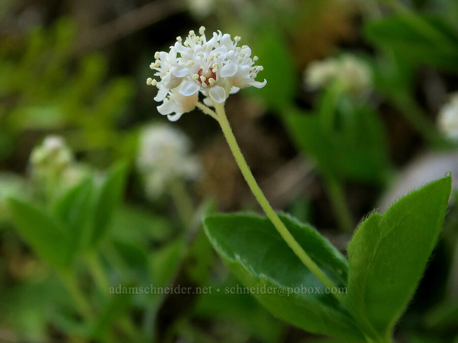 whipplea (modesty) (Whipplea modesta) [Rogue River Trail, Josephine County, Oregon]