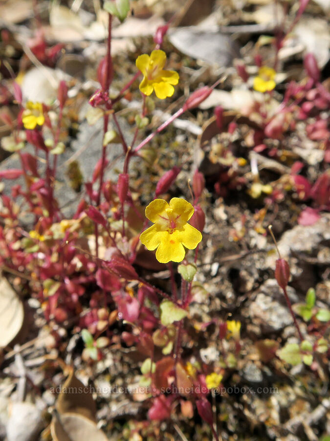 chickweed monkeyflower (Erythranthe alsinoides (Mimulus alsinoides)) [Rogue River Trail, Josephine County, Oregon]