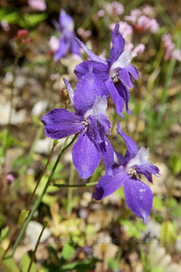 upland larkspur (Delphinium nuttallianum) [Rogue River Trail, Josephine County, Oregon]