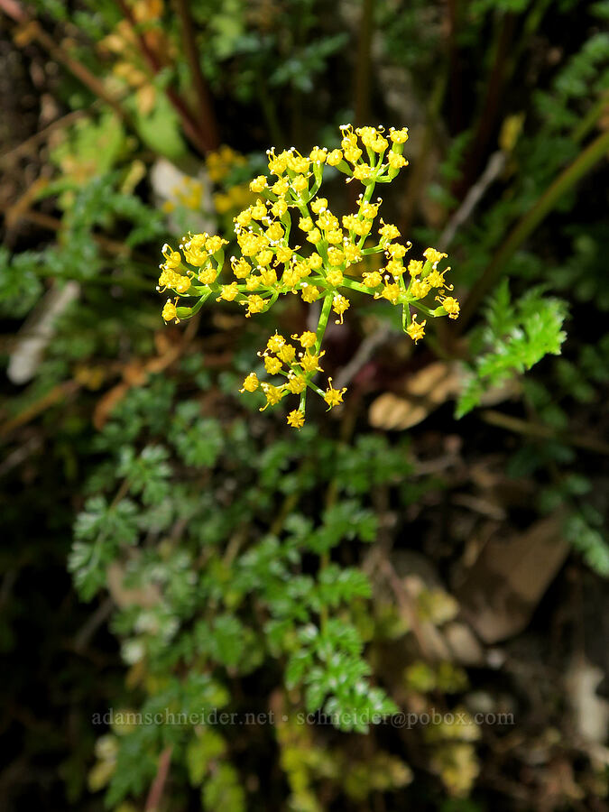 Hall's desert parsley (Lomatium hallii) [Rogue River Trail, Josephine County, Oregon]
