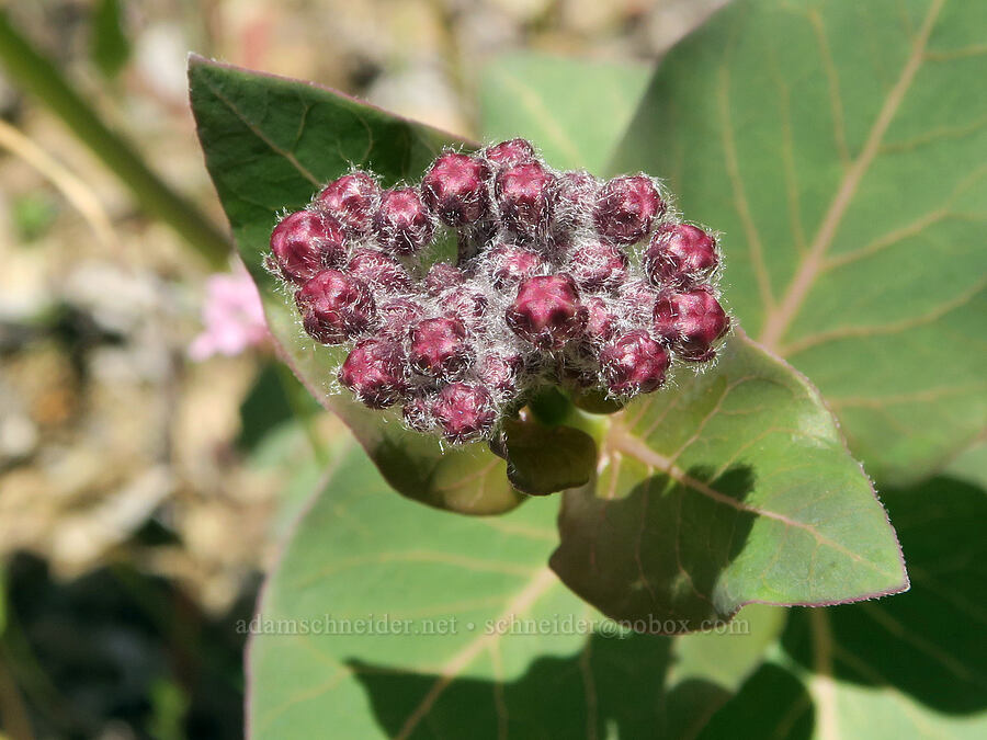 purple milkweed, budding (Asclepias cordifolia) [Rogue River Trail, Josephine County, Oregon]