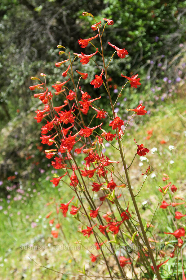 red larkspur (Delphinium nudicaule) [Rogue River Trail, Josephine County, Oregon]