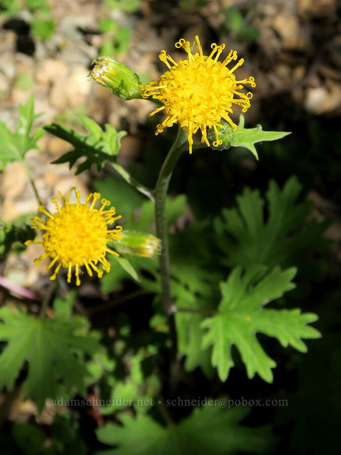 silver-crown luina (Cacaliopsis nardosmia (Cacalia nardosmia)) [Rogue River Trail, Josephine County, Oregon]