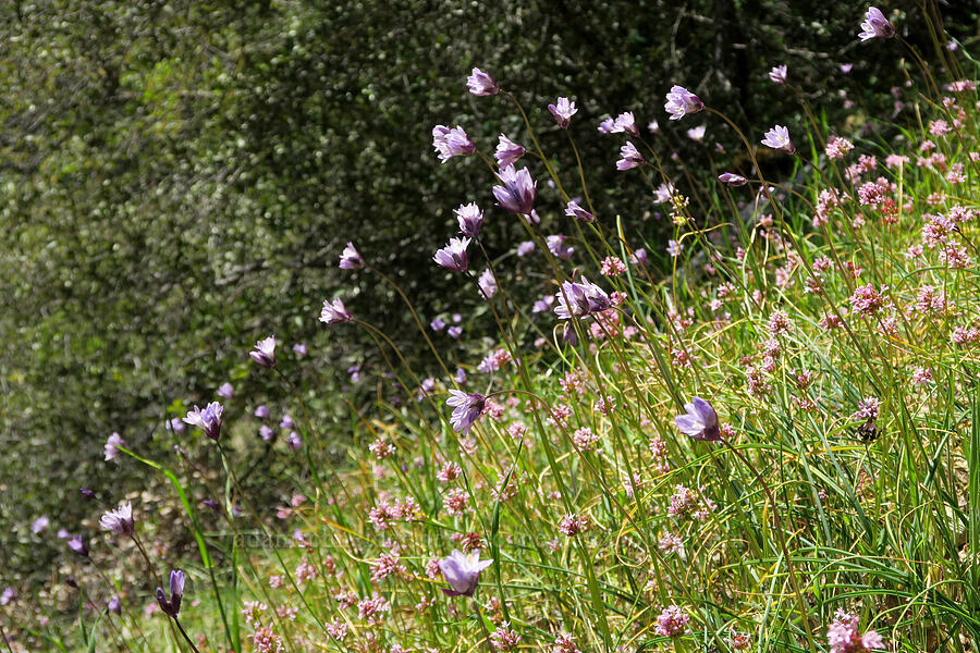 blue dicks & rosy plectritis (Dipterostemon capitatus (Dichelostemma capitatum), Plectritis congesta) [Rogue River Trail, Josephine County, Oregon]