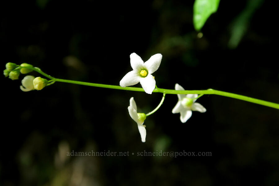 coastal manroot (Marah oregana (Marah oreganus)) [Rogue River Trail, Josephine County, Oregon]