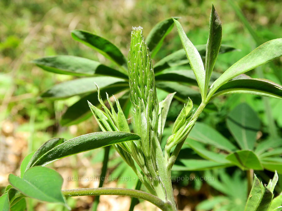 lupine, buddng (Lupinus sp.) [Rogue River Trail, Josephine County, Oregon]