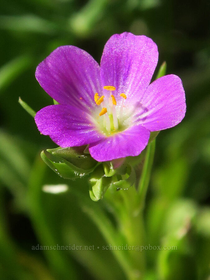 red-maids (Calandrinia ciliata (Calandrinia menziesii)) [Rainie Falls, Josephine County, Oregon]