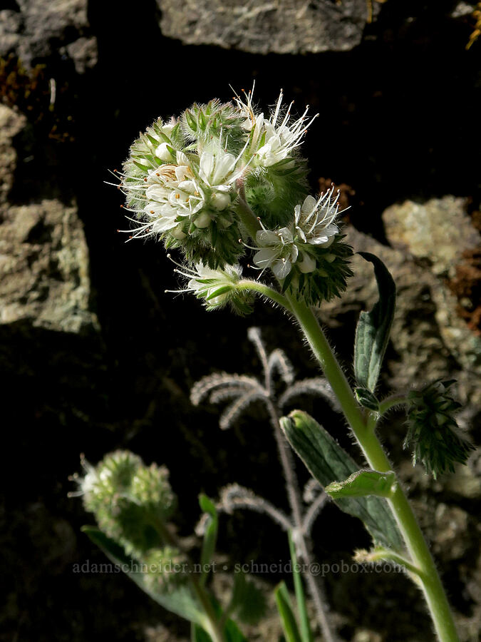 varied-leaf phacelia (Phacelia heterophylla) [Rogue River Trail, Josephine County, Oregon]