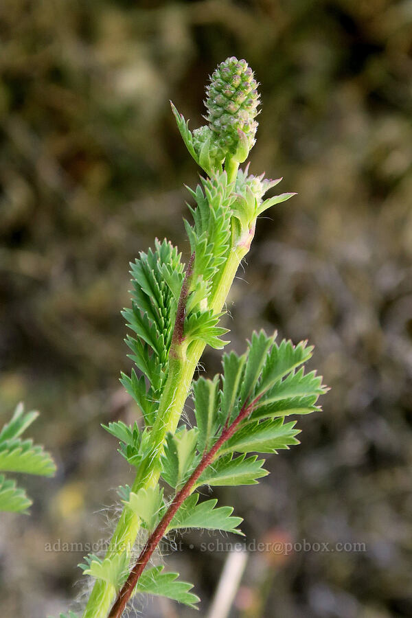 salad burnet, budding (Poterium sanguisorba (Sanguisorba minor)) [Rogue River Trail, Josephine County, Oregon]