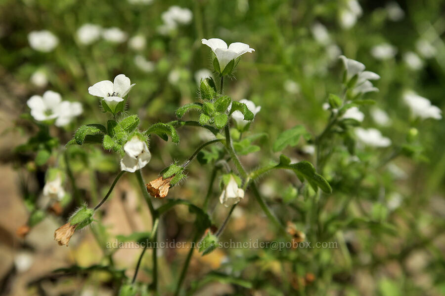 small-flowered baby-blue-eyes (Nemophila parviflora) [Rogue River Trail, Josephine County, Oregon]