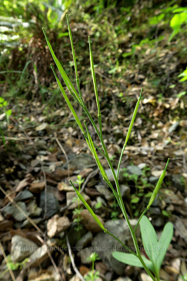 oaks toothwort, going to seed (Cardamine nuttallii) [Rogue River Trail, Josephine County, Oregon]