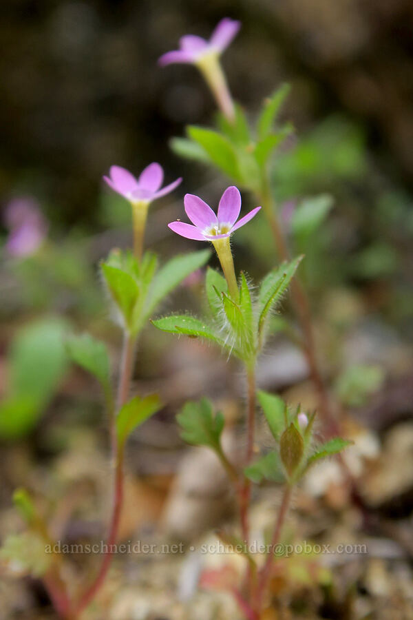 varied-leaf collomia (Collomia heterophylla) [Rogue River Trail, Josephine County, Oregon]