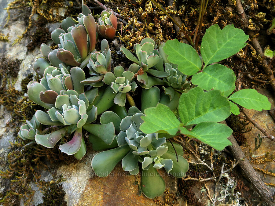 stonecrop & poison-oak leaves (Sedum laxum, Toxicodendron diversilobum (Rhus diversiloba)) [Rogue River Trail, Josephine County, Oregon]