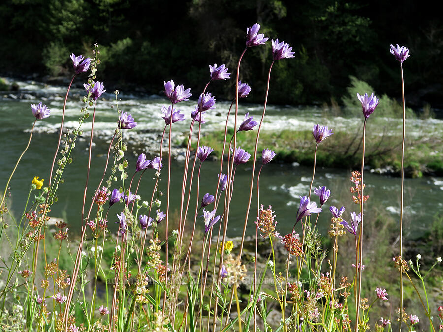 blue dicks & other flowers (Dipterostemon capitatus (Dichelostemma capitatum), Plectritis congesta, Thysanocarpus curvipes, Madia elegans) [Rogue River Trail, Josephine County, Oregon]