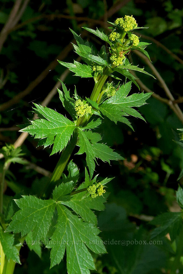 very tall Pacific sanicle (Sanicula crassicaulis) [Rogue River Trail, Josephine County, Oregon]