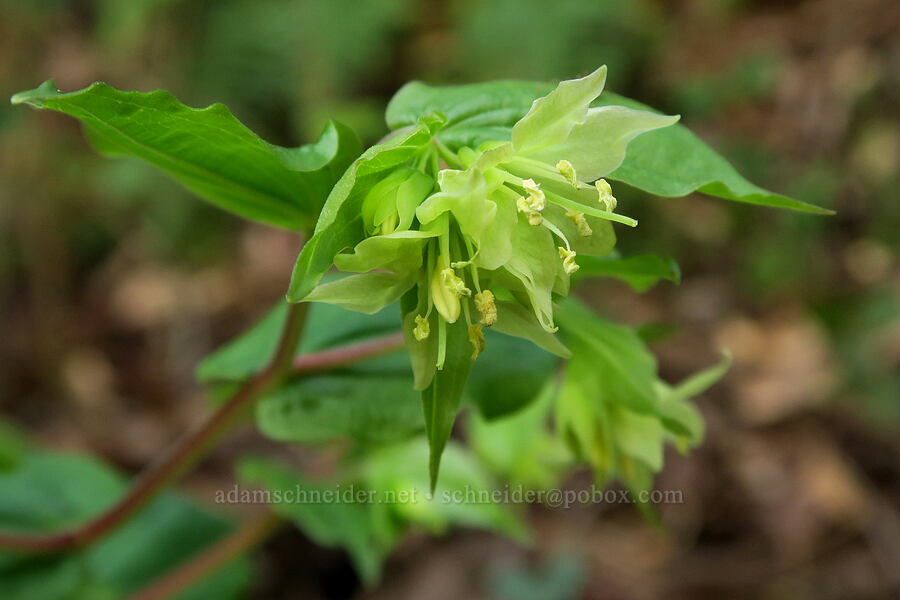Hooker's fairy-bells (Prosartes hookeri (Disporum hookeri)) [Rainie Falls Trail, Josephine County, Oregon]