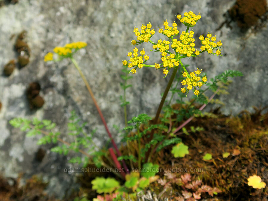 Hall's desert parsley (Lomatium hallii) [Rainie Falls Trail, Josephine County, Oregon]